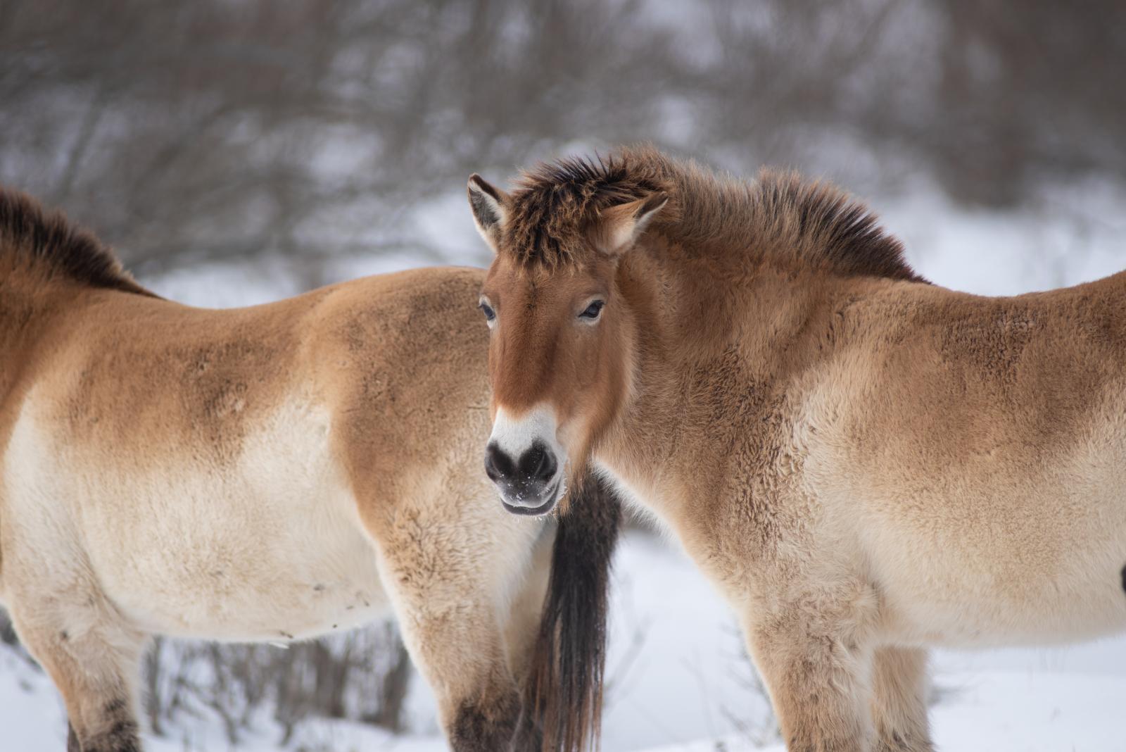 Przewalski's Wild Horse | The Wilds